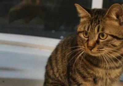 狸花猫对主人好的表现