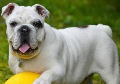 bulldog是什么狗