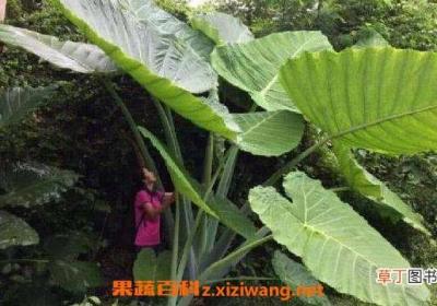 大野芋有毒吗 大野芋毒性如何解