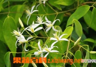 甘草功效与作用有哪些