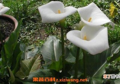 马蹄莲和海芋的区别