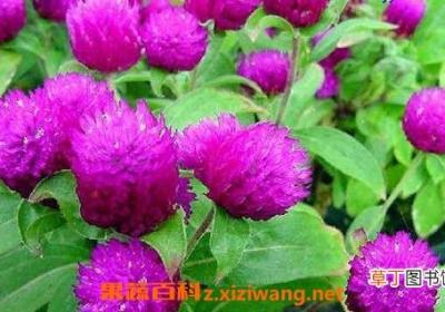 千日红和什么一起泡 什么人不能喝千日红