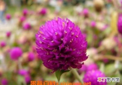 千日红怎么泡水喝 千日红泡水喝的功效与作用