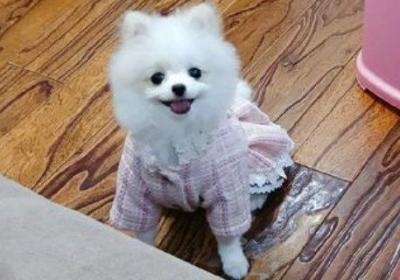博美犬不能吃什么