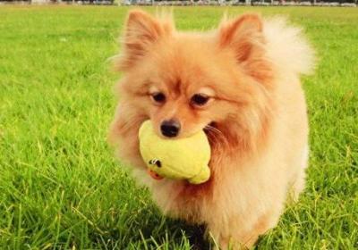 博美犬吃什么