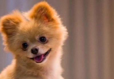 哈多利系博美犬多少钱一只，纯种哈系博美什么价位