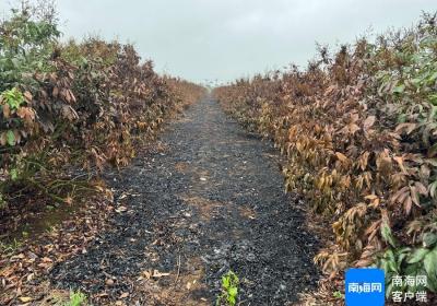 海口一果园突发大火近2000株荔枝树被毁 火灾原因待查