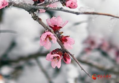 陇拍客|野生植物蒙古扁桃花开与雪共舞
