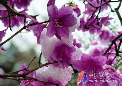 春雪映花 气象专家解读宁波“回锅雪”成因