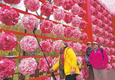 陶然亭海棠春花文化节启幕 3条赏花路线邀您共赴海棠之约