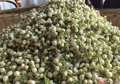 玉溪元江：万亩茉莉花抢“鲜”上市