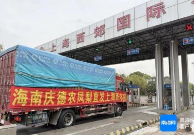 海南省供销社助力海南凤梨入沪销售
