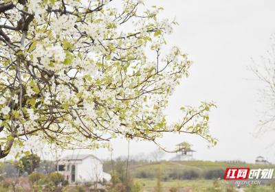 梨花绽放春意浓！看湖南衡阳第十届梨花节美图大赏