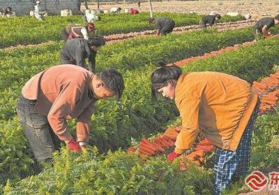 莆田市荔城区：工人采收装运胡萝卜
