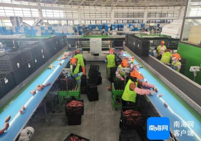 昌江甘薯再拓国际市场版图 政企合力打造农产品出口新高地