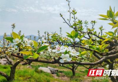 东安：乡村振兴春风来 千树万树梨花开