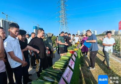 农忙时节 三亚农技人员忙里偷闲“充电”提技能