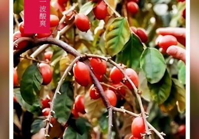 春天的第一波酸爽来了！丨在云南样样好