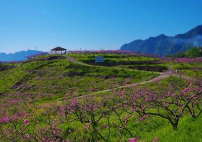 水富市新寿村：“赏花经济”助力乡村振兴