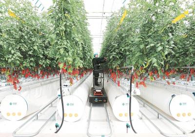 做大做强高品质设施蔬菜种植产业
