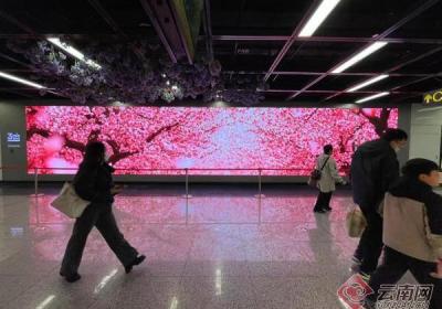 数字花海舞动地铁：昆明地铁4号线率先引爆春城观花潮