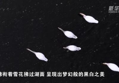 【甘快看】春日尕海湖 天鹅雪中游弋