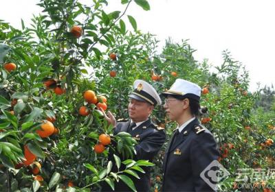 云南丽江沃柑持续走俏海外市场