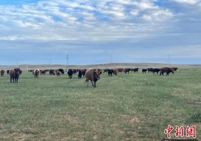 我国首款蒙古牛育种芯片“相牛1号”投入使用