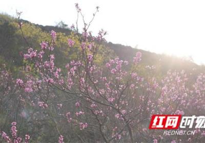 湖南江永：万亩野生紫荆花绽放 春日浪漫引游人