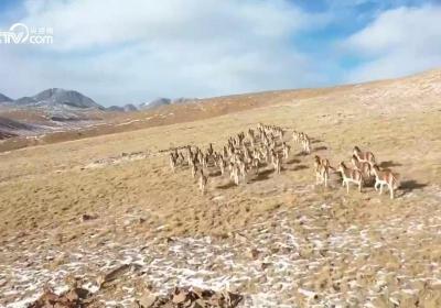 【甘快看】祁连山国家公园肃南段现多种珍稀野生动物