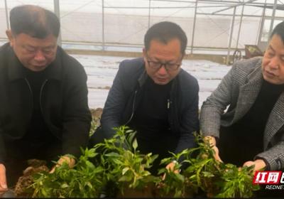 衡阳开启黄贡椒“选优大战”