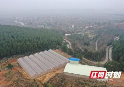 湖南新田：工厂化集中育秧为春耕生产“提质加速”