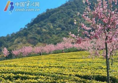 -4.7℃→30℃ ！周四起宁波气温"狂飙" 下周或"一秒入夏"