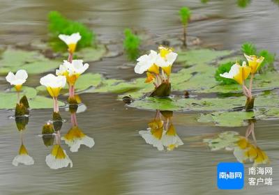 组图 | 海口有个“湿地明星”→水菜花，号称“水质检测员”！