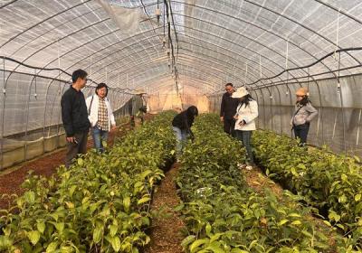科技赋能 双江茶产业迈向“四增”新征程