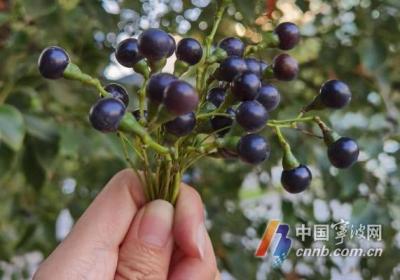 宁波街头巷尾的香樟树迎来落籽季 遇到了可别挤捏或踩踏