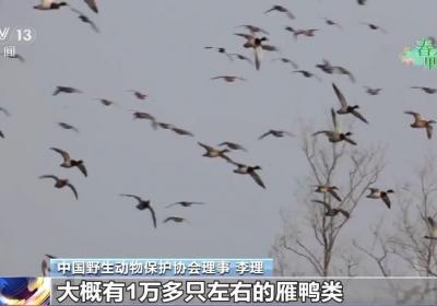 春季迁徙高峰期拉开序幕 官厅水库迎2万余只候鸟