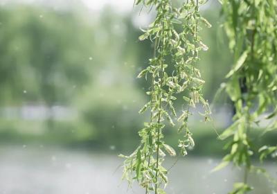 近期高发：有打喷嚏、流鼻涕、眼睛痒等症状，别硬扛
