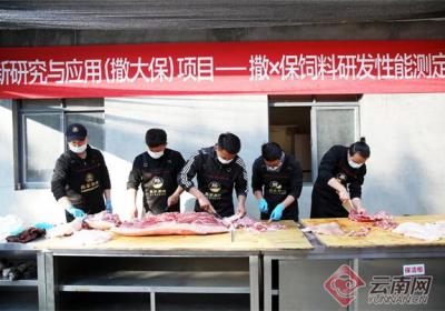 破局种业“卡脖子” 撒×保饲料研发试验猪性能测定及活体采样试验在石林展开