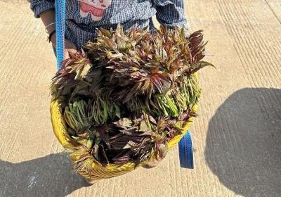 钱大妈直采云南香椿：春日限定山野美味