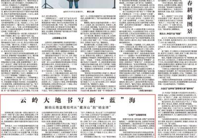 云岭大地书写新“蓝”海——解码云南蓝莓如何从“藏深山”到“销全球”