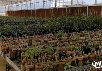 会东县热带水果种植产业带动农户增收，上班就在家门口｜五彩大凉山 万千气象新