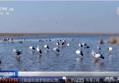 河北沧州 东方白鹳飞抵湿地 “AI 人工”护安全