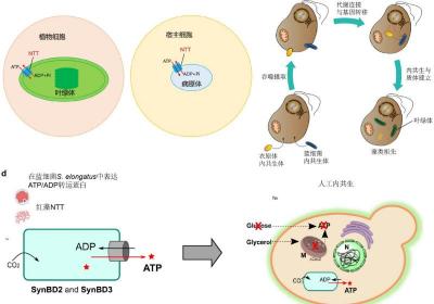我国科研人员揭示叶绿体内共生过程中能量传递的分子机制