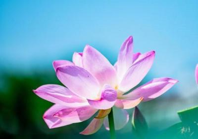 科研人员发现荷花香气主要来源于雄蕊