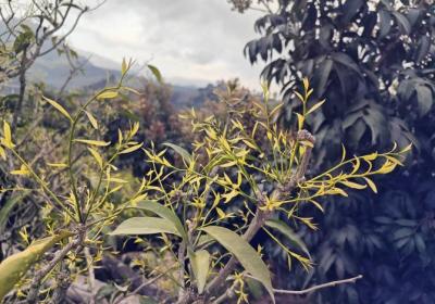 新平戛洒甜菜丰收上市：“树梢上的翡翠”助农增收