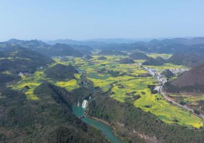 云南罗平：朵朵油菜花撬动百亿“花经济”