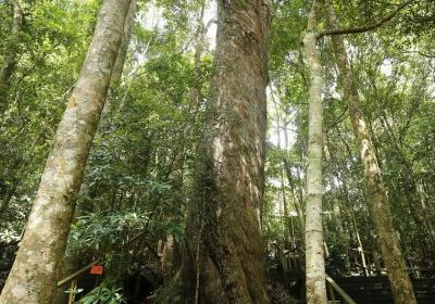 2600岁、1500岁……海南现存17864株古树名木