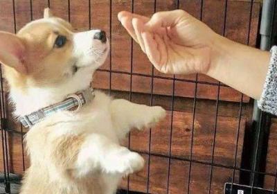 柯基犬容易跟别人跑吗
