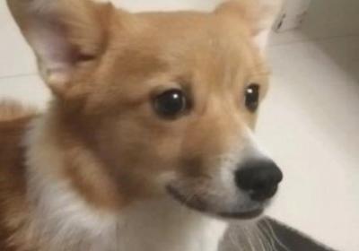 怎样看出柯基开不开心